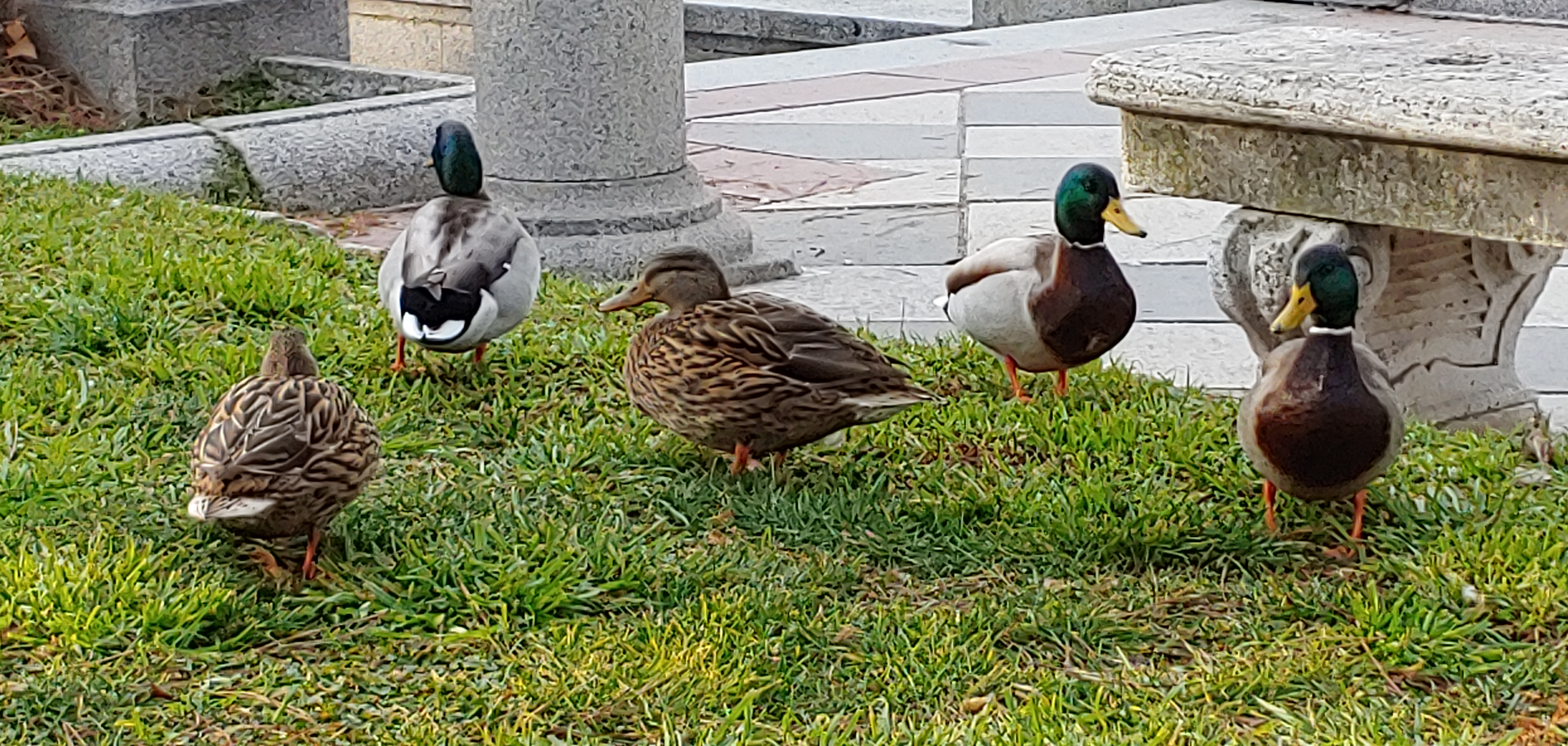 ducks